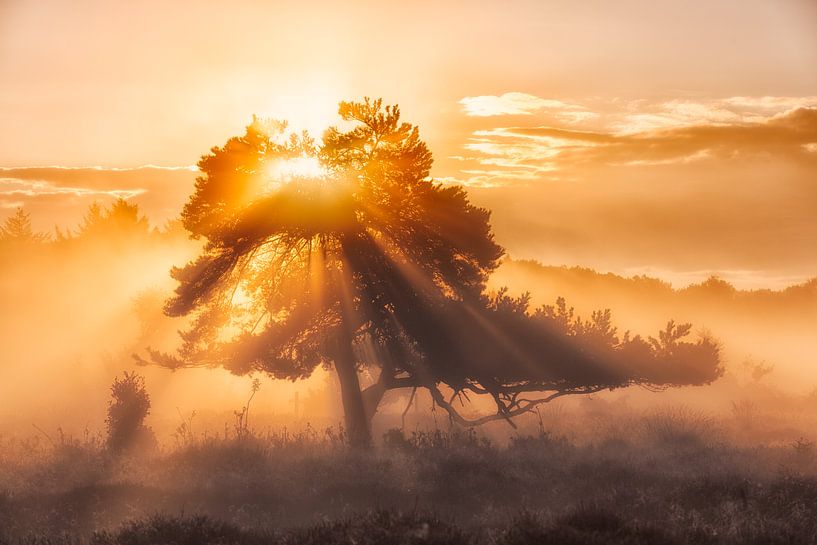 Der Baum des Lebens - Oudemolen, Drenthe, Niederlande von Bas Meelker
