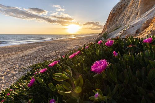 Zonsondergang op het zandstrand Praia da Falésia. Kliffen Roze bloemen bij Albufeira, Portugal