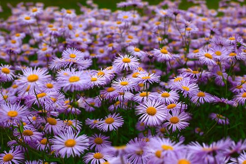 Asters