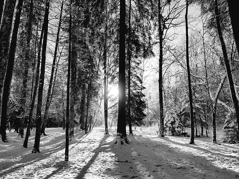 Sunny winter morning by Iris Lok