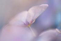 Tedere weergave van de Hortensia