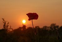 Klaproos tijdens zonsondergang.