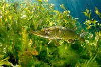 Snoek in de put van Ekeren
