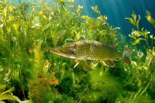 Snoek in de put van Ekeren van Filip Staes