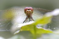 Libel van Frouwkje Fotografie thumbnail