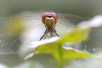 Dragonfly sur Frouwkje Fotografie