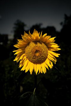 Gelbe Sonnenblume vor dunklem Hintergrund von Roel Timmermans