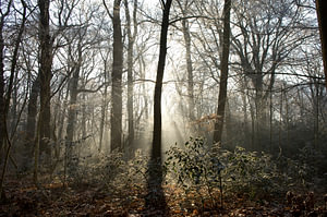 Ein Wald an einem Wintermorgen.