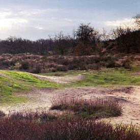 Amstrdamse waterleidingduinen - 1 van Rudy Umans