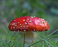 schitterden vliegenzwam paddestoel in het bos