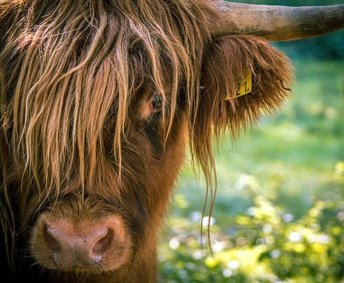 Schotse hooglander sur Erica Kuiper