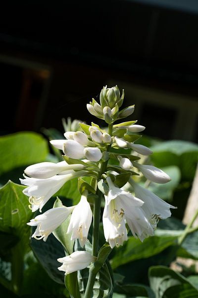 Bloemen van Maaike Krimpenfort