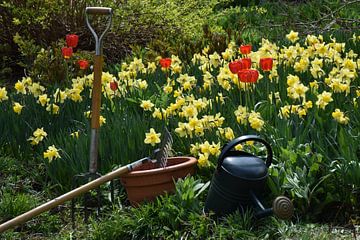 Les premières fleurs au printemps sur Claude Laprise