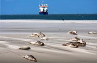 Sandbank with seals on the mudflats