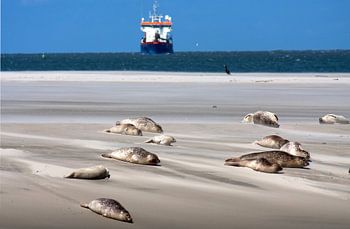 Banc de sable avec des joints sur les vasières