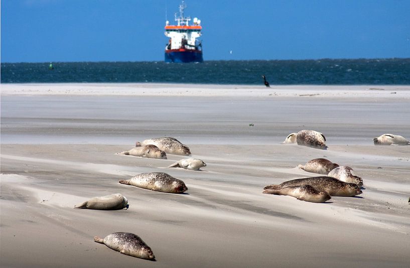 Sandbank  mit Dichtungen auf dem Watt von Dennis Wierenga