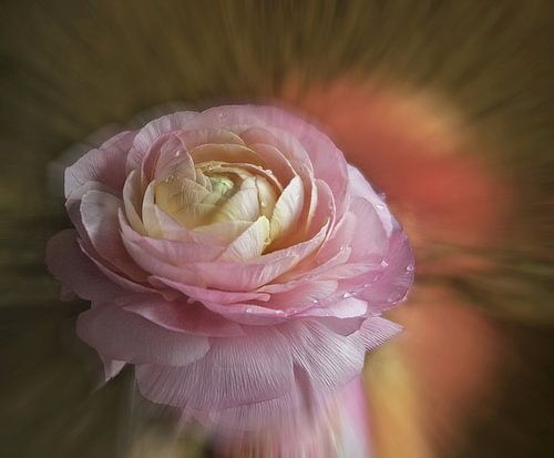 Ranonkel op bladgoud