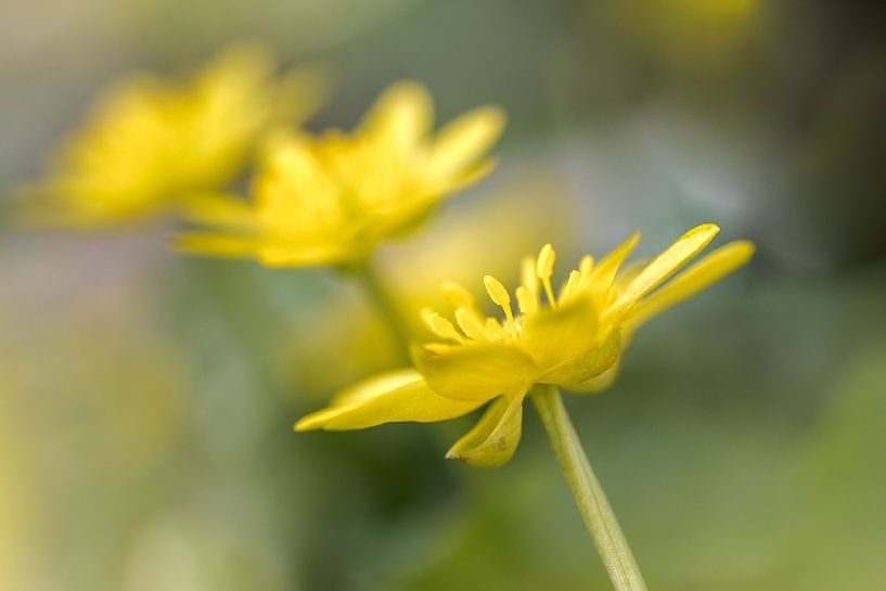 Three in a Row by Marianne van der Westen