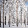 Door de bomen het bos, Finland van Rietje Bulthuis