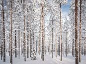 Den Wald vor lauter Bäumen nicht sehen, Finnland von Rietje Bulthuis Miniaturansicht