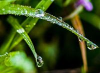 Waterdruppels