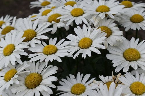 Fleurs blanches