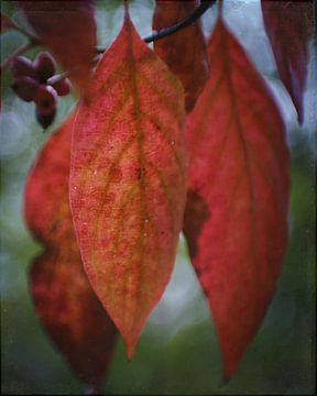 Herfstbladeren en bessen van Hollie Giannaula