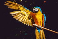 Ara Ara-Papagei von Wilko Zoer Miniaturansicht