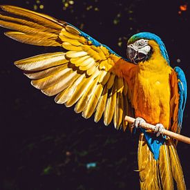 Ara Ara-Papagei von Wilko Zoer