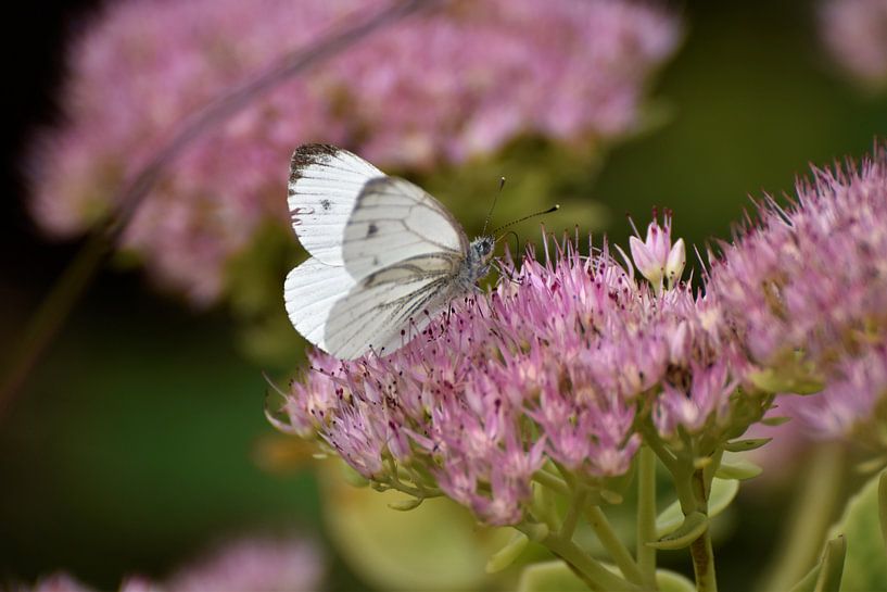 Kleiner Kohlweißling (Schmetterling) auf rosa Herbstfreude (Sedum). von Ingrid Bargeman