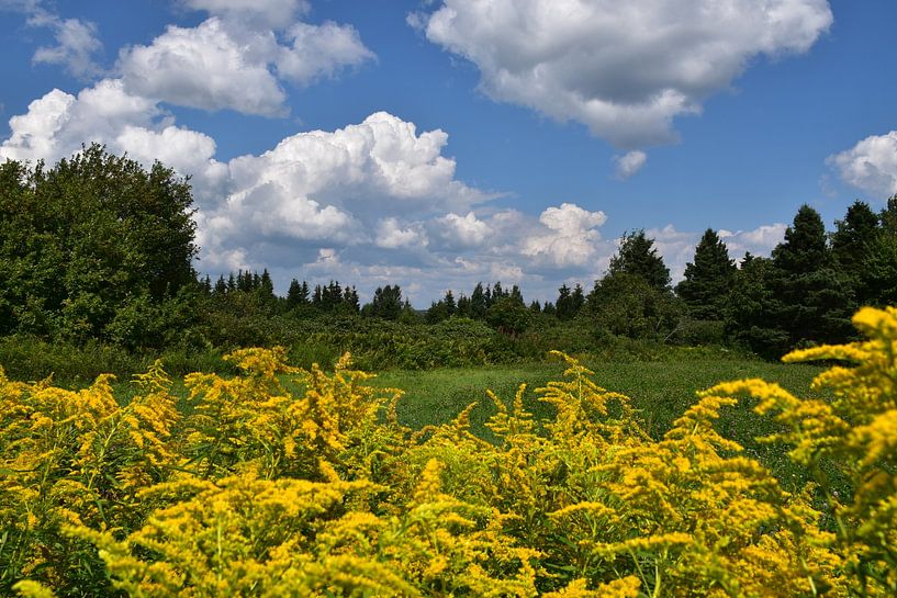 A field of wildflowers by Claude Laprise