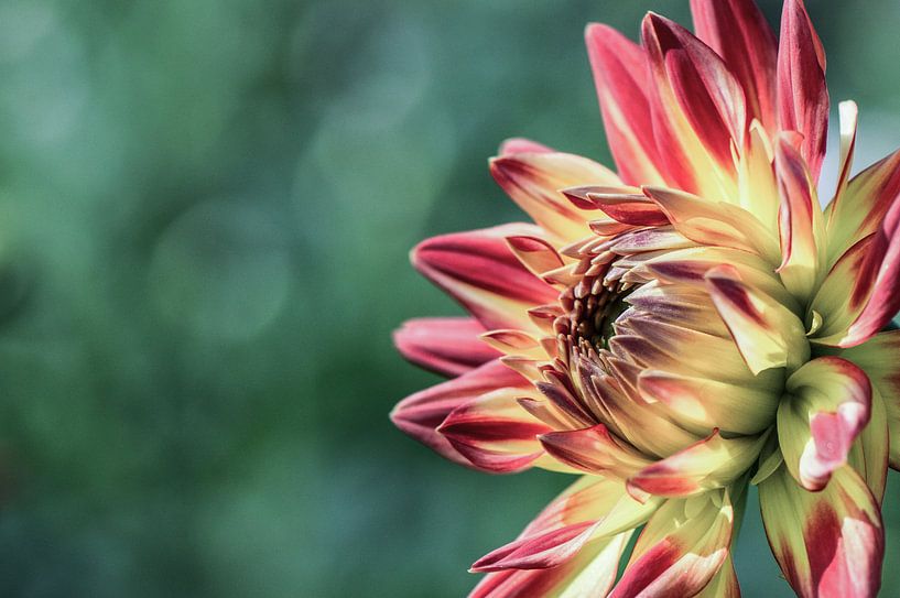 Dahlia by Yvonne van der Meij