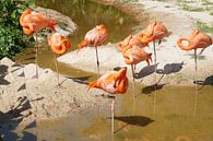 oranje flamingo van Bart Cornelis de Groot thumbnail