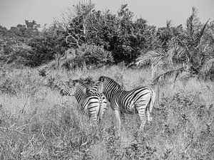 Zebra's im iSimangaliso-Feuchtgebietspark von Charlotte Dirkse