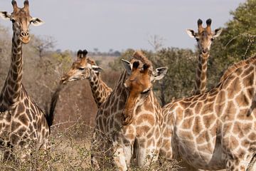 Giraffen in zuid-afrika van merle van de laar
