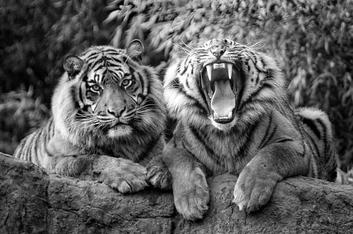 Tigres de Sibérie