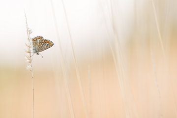 Bruin Blauwtje van Danny Slijfer Natuurfotografie