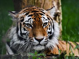 Portrait photo of a tiger by Fearless Photography