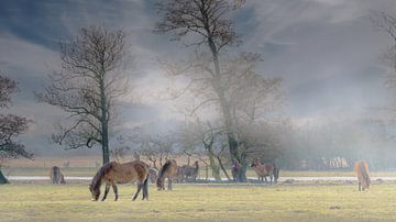 Exmoor-Ponys auf der Wiese 14. von Marcel Kieffer