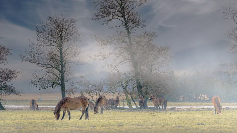 Poneys Exmoor dans la prairie 14. par Marcel Kieffer