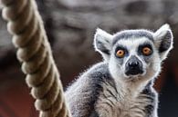 Ringschwanzlemur von Tine Depré Miniaturansicht