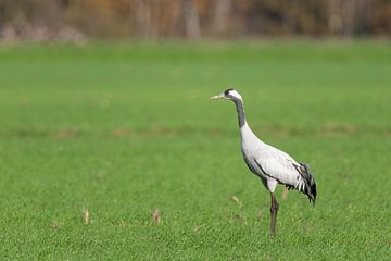 Kraanvogel rust en voedt zich in een veld tijdens de herfsttrek van Sjoerd van der Wal Fotografie