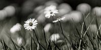 kleine bloemen in zachte look