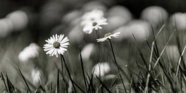 small flowers im Softlook von Berthold Ambros