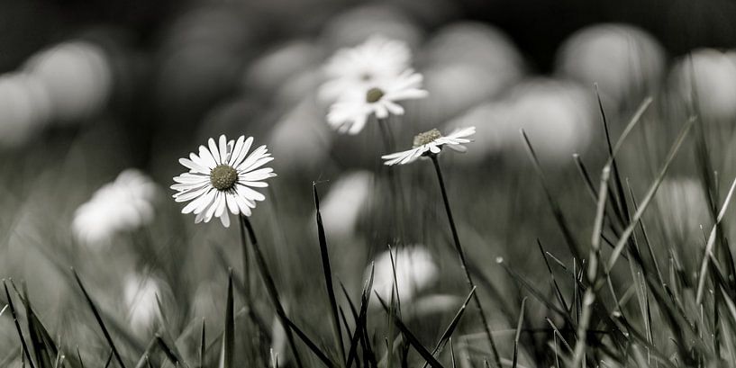 small flowers in soft look by Berthold Ambros