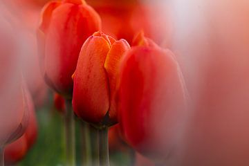 Rode tulpen van Ria van den Broeke
