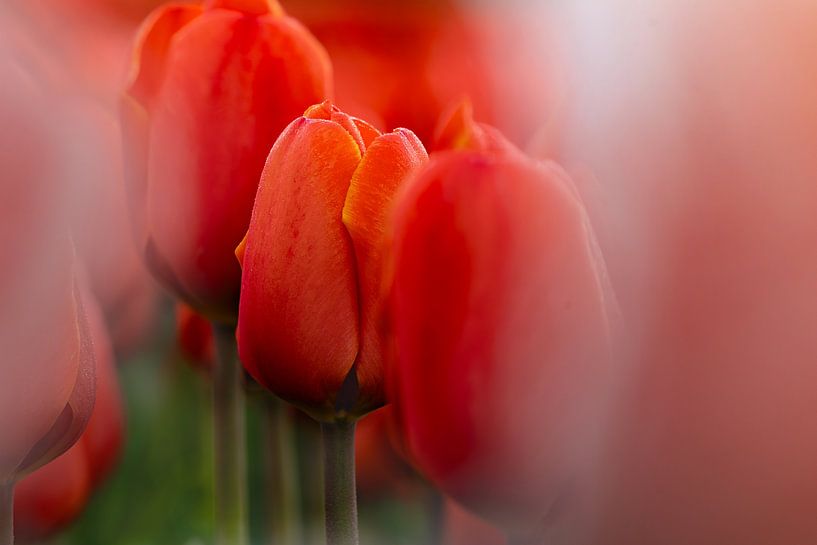 Red tulips by Ria van den Broeke