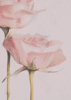 Twee Rozen