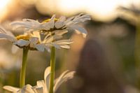 Flower meadows