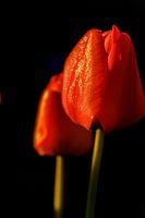 Lente kriebels